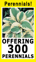 Shop our Perennials!