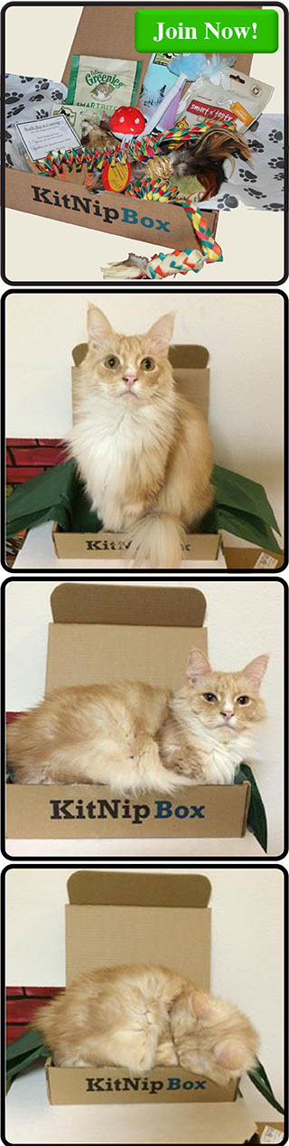 Order your monthly box of cat goodies today at www.kitnipbox.com!