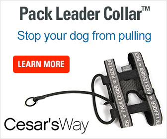 Pack Leader Dog Collar Review Pack Leader Dog Collar Review