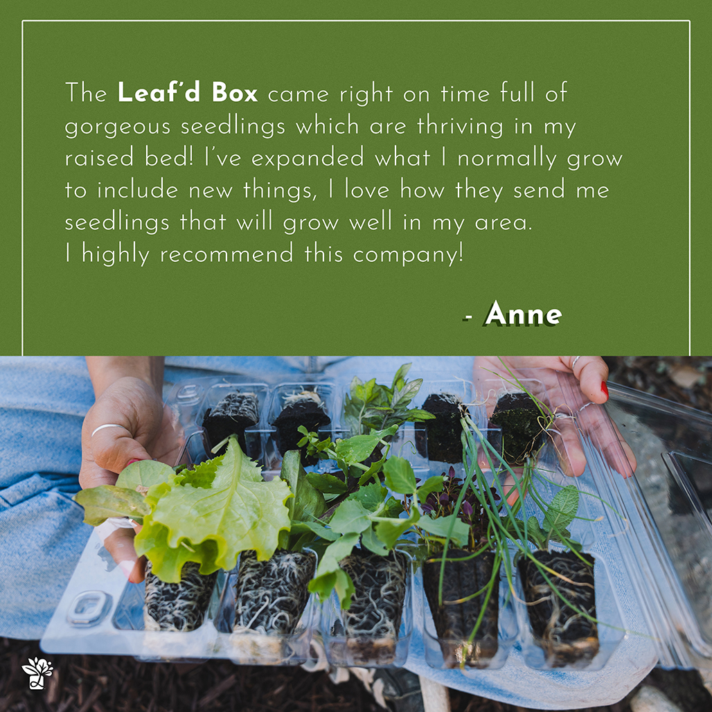 KING BIRD 101"x 36"x 12" 4 Raised Garden Bed Review Best Raised