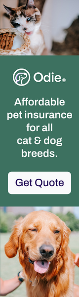 Odie - Affordable insurance for all dogs and cats