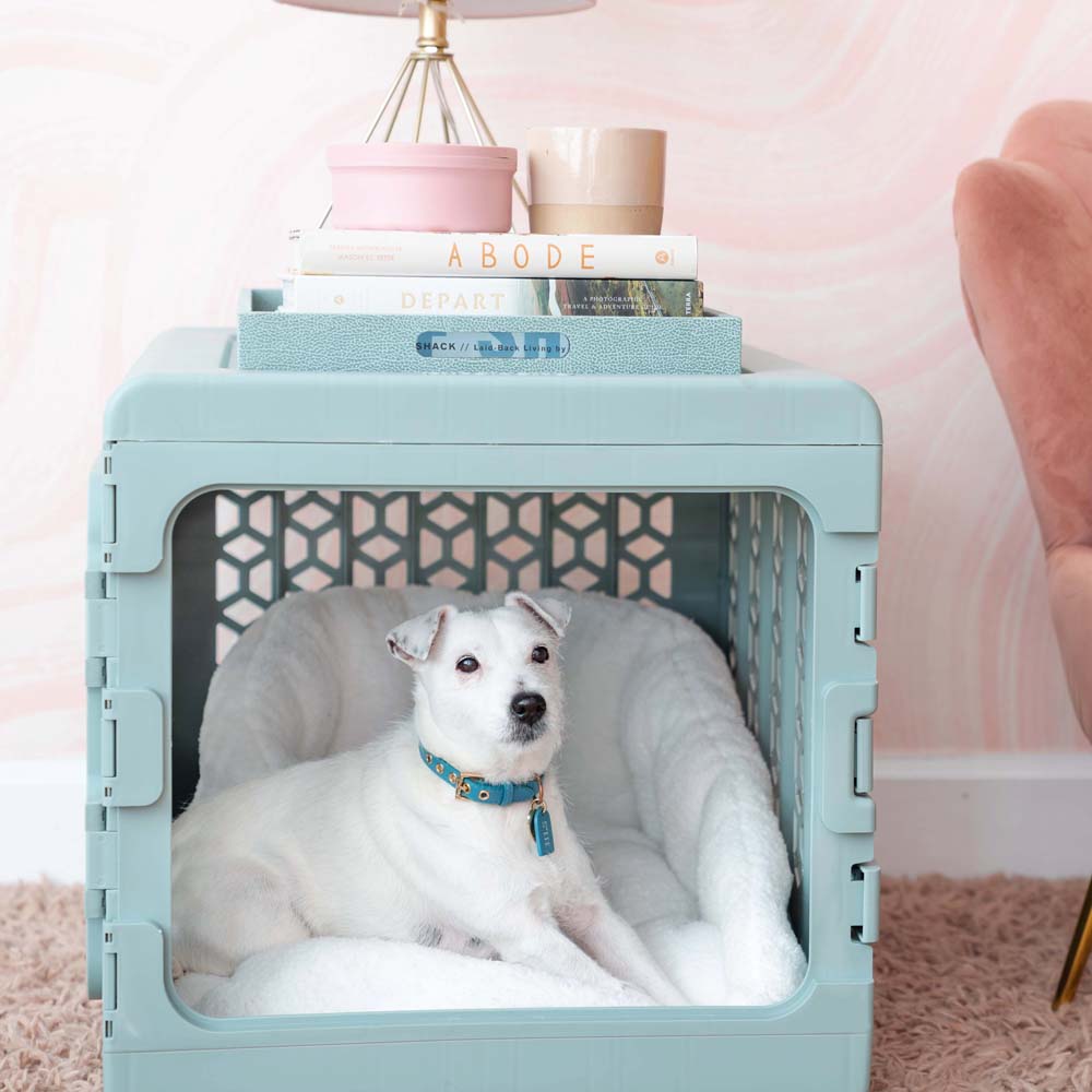 modern pet products, pet Furniture, dog, kind tail, home style
