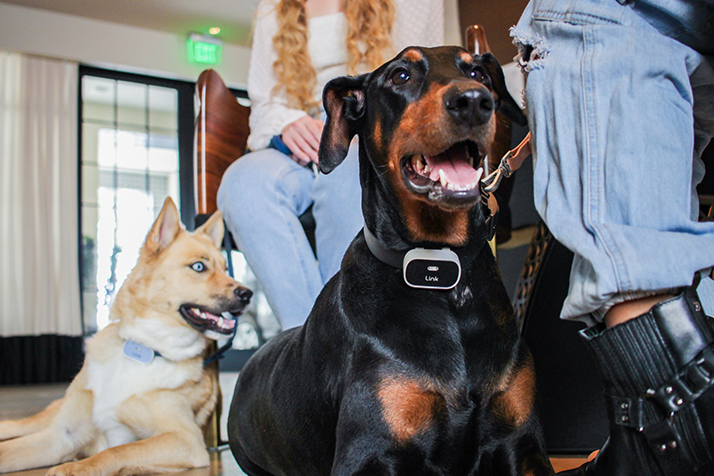 Link Smart Pet GPS Device and Stylish Device Wrap