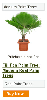 Palma Pritchardia Minor 