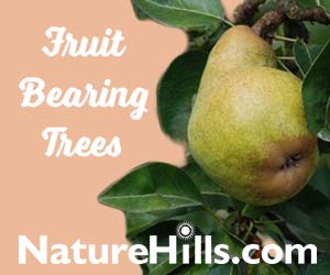 Shop Bartlett Pear Tree