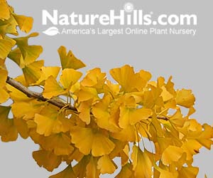 Shop Ornamental Trees