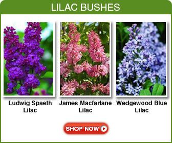 How to Grow Lilacs: Care, Prune, & Propagate