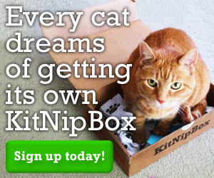 A monthly box of healthy treats, unique toys, and other goodies for your cat!