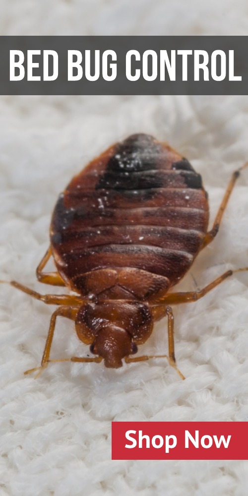 Do I Have Bed Bugs BedBugKillerAuthority