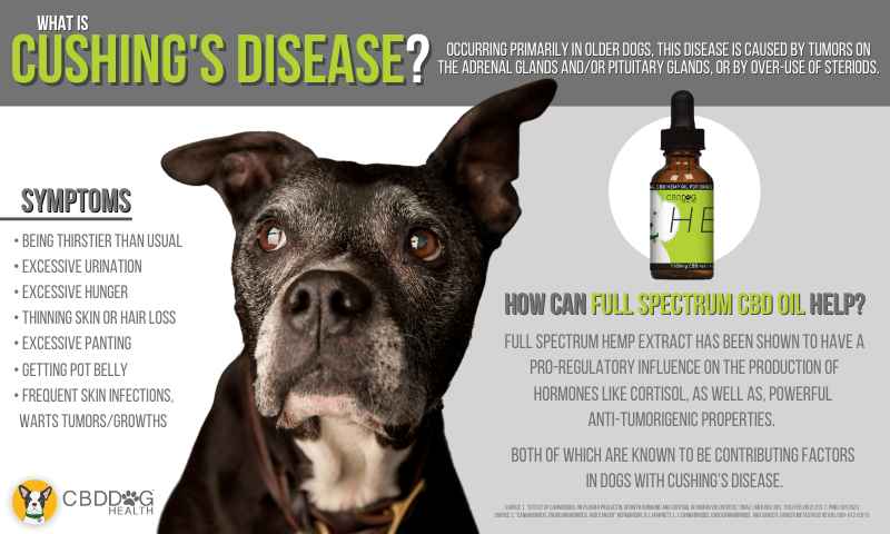 CBD For Cushing's Disease