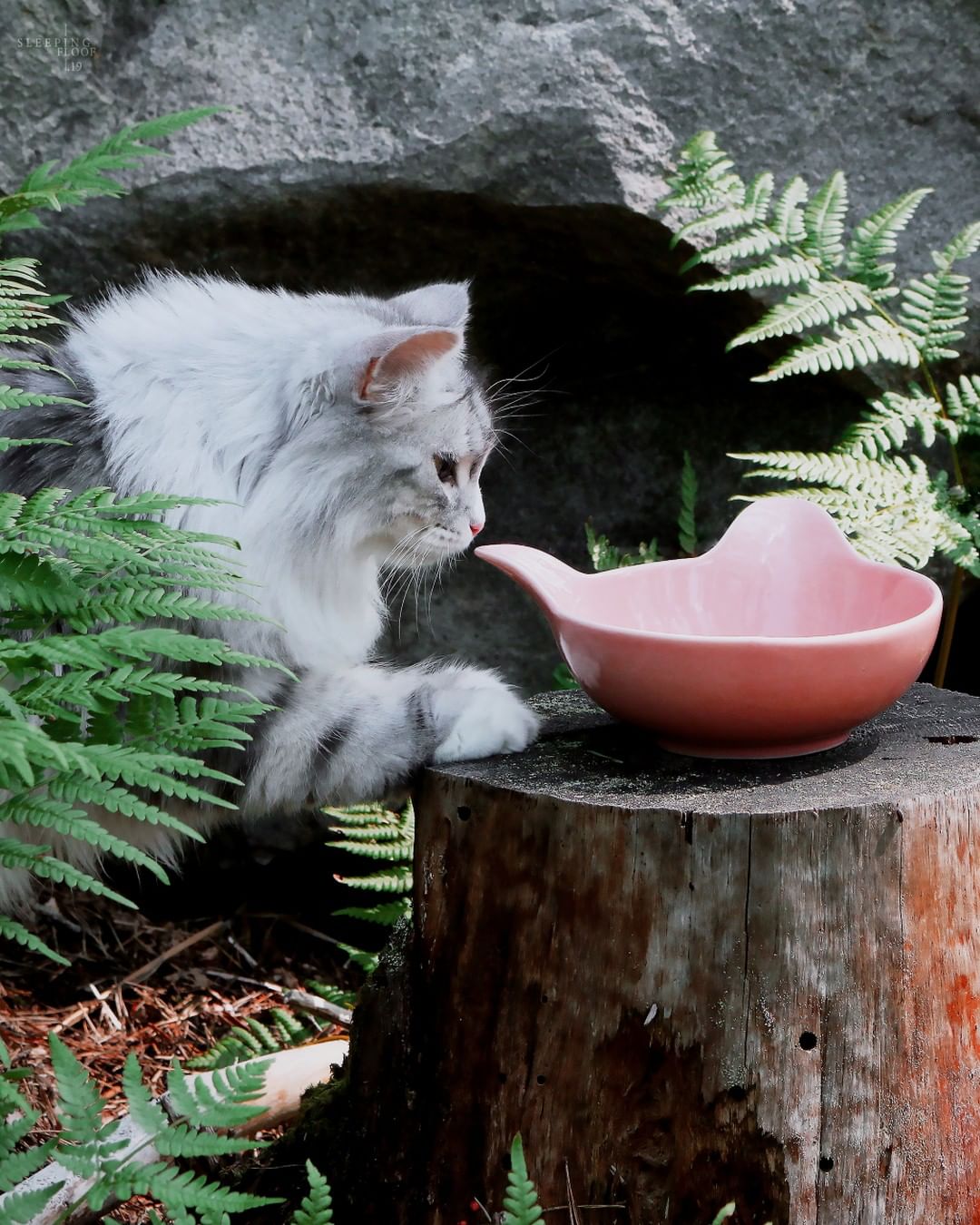 kitty bowl