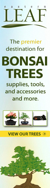 Eastern Leaf - Bonsai Trees, Tools and Supplies