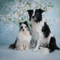 Flower Backdrop