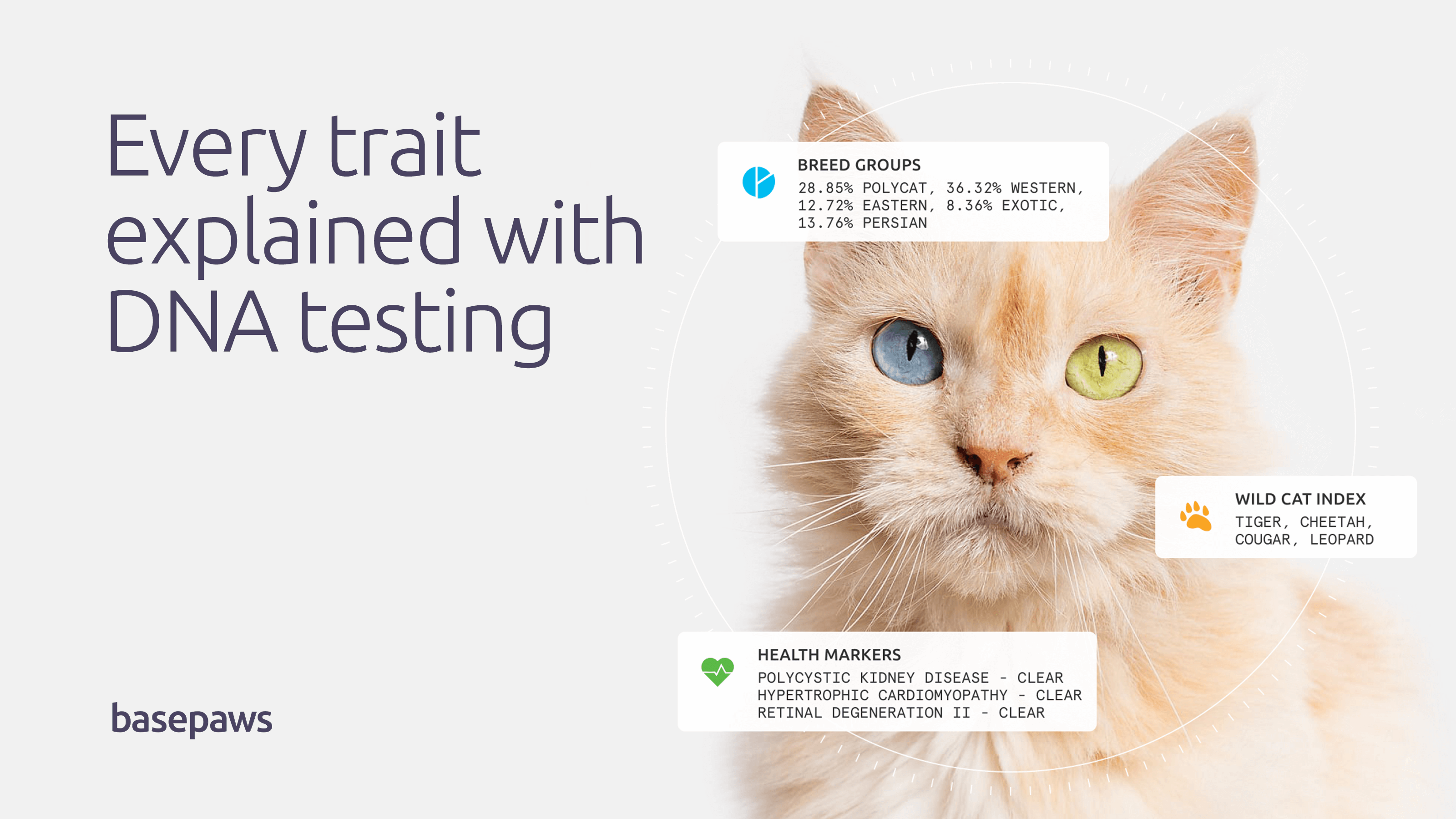 Image shows orange cat with one green eye and one blue  eye