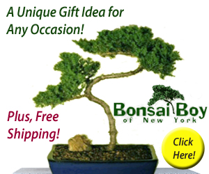 Klik hier voor de korting bij Bonsai Boy of New York